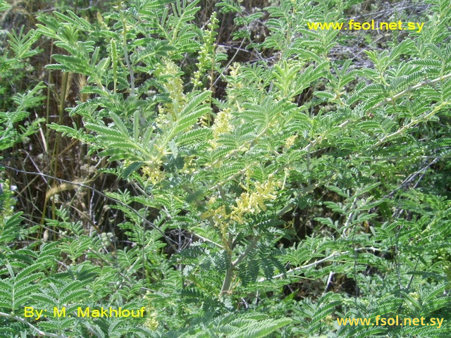 Prosopis farcta  (Banks et Sol.) Macbride